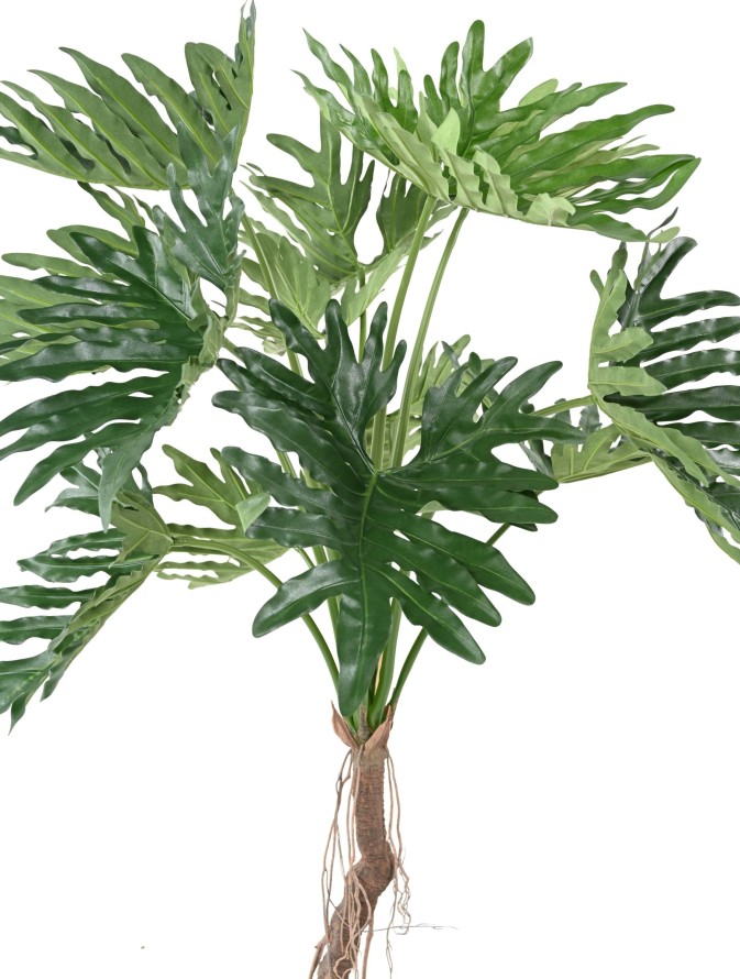 PHILODENDRON SELLOUM T