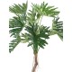 PHILODENDRON SELLOUM T