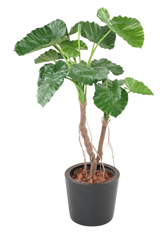 ALOCASIA CALIDORA 2T