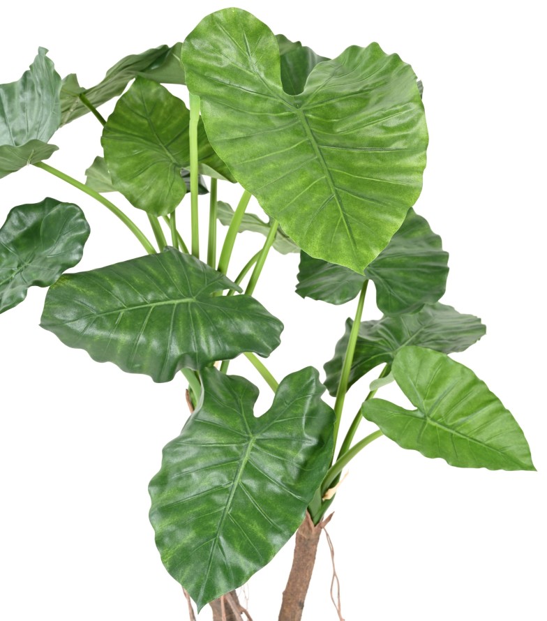 ALOCASIA CALIDORA 2T