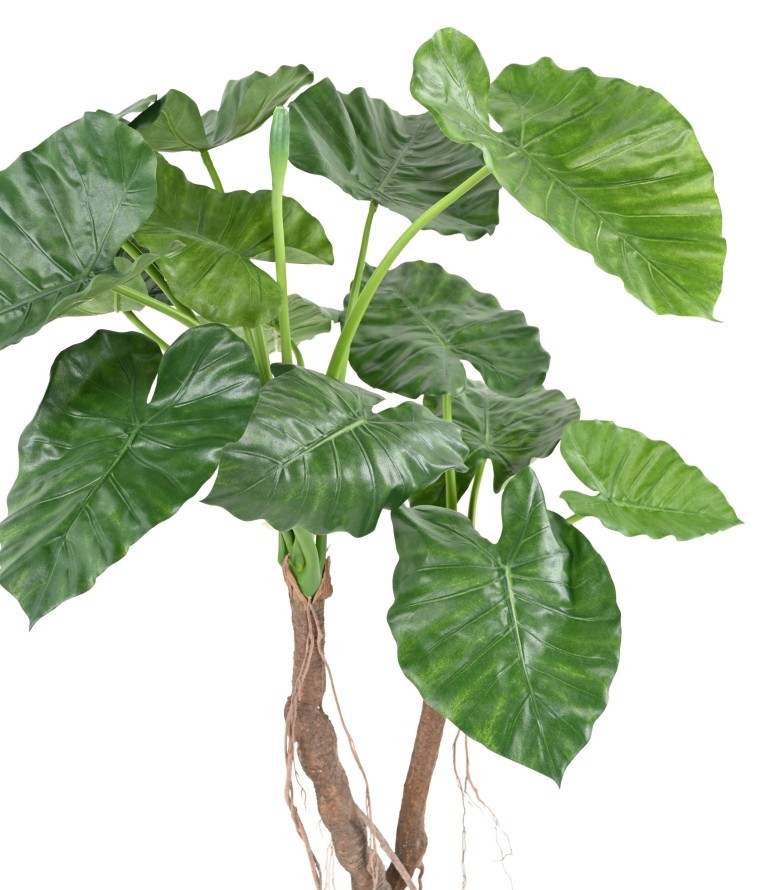 ALOCASIA CALIDORA 2T