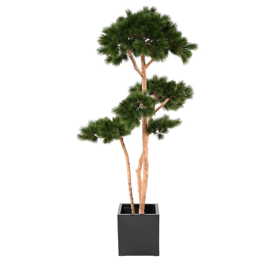 PINE MULTIPLE S