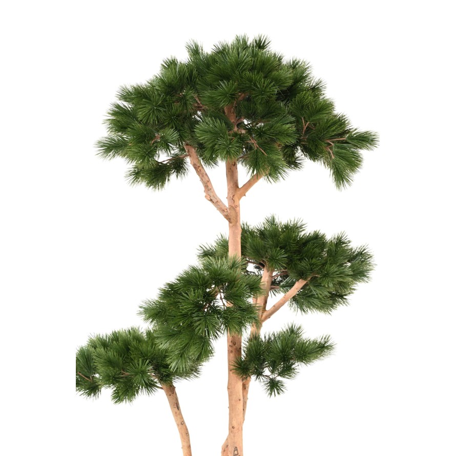 PINE MULTIPLE S