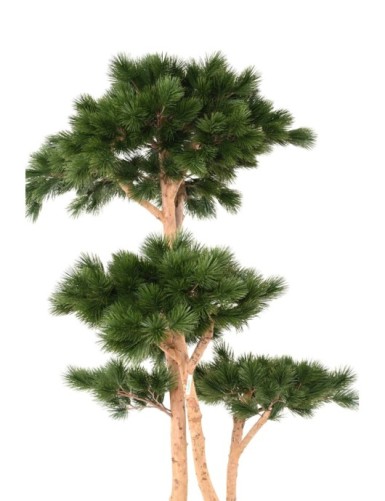 PINE MULTIPLE S