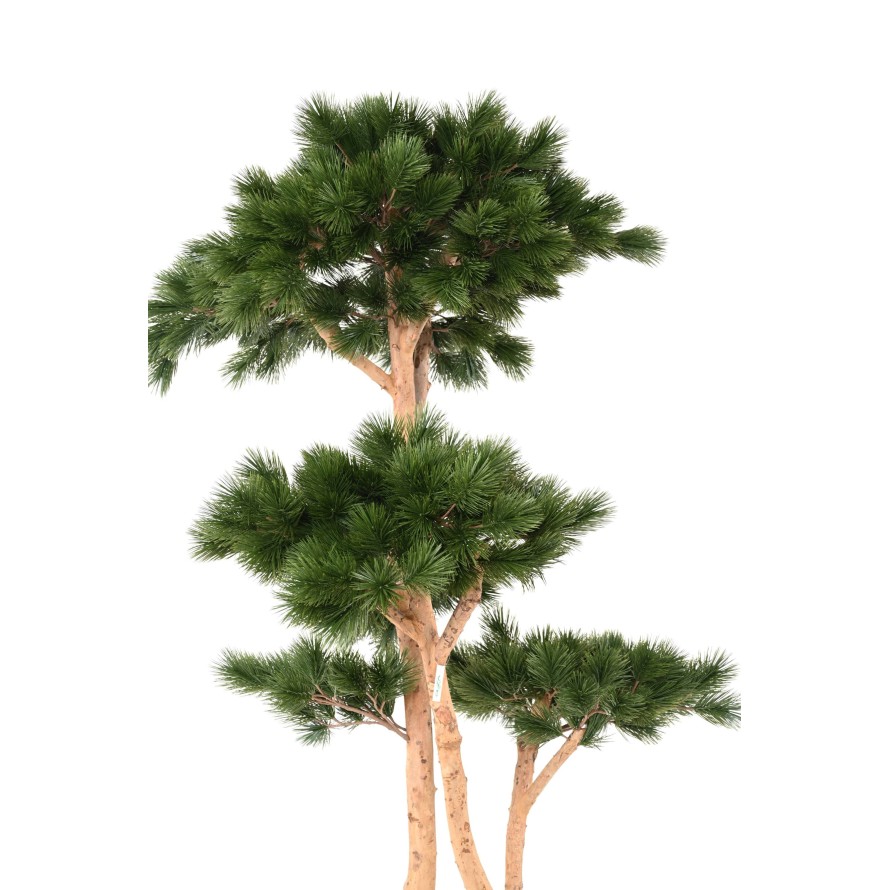 PINE MULTIPLE S