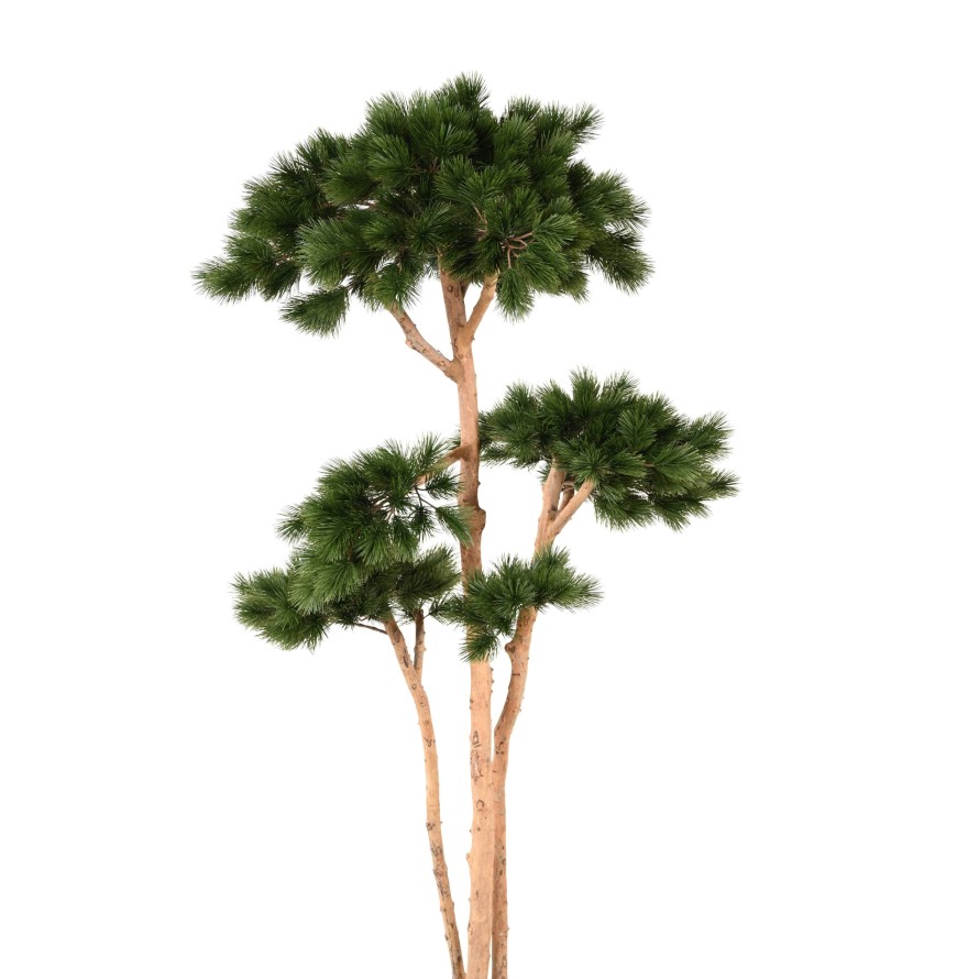 PINE MULTIPLE S