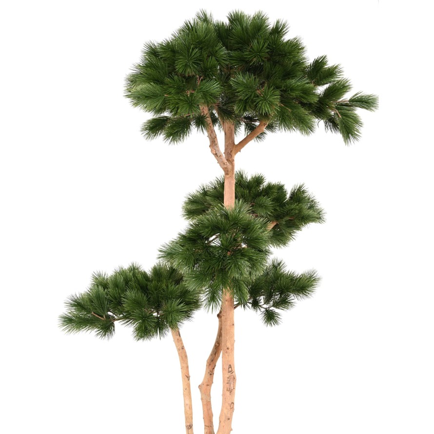 PINE MULTIPLE S