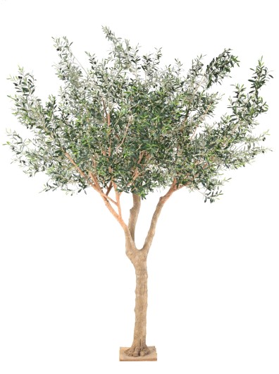 OLIVE TREE L