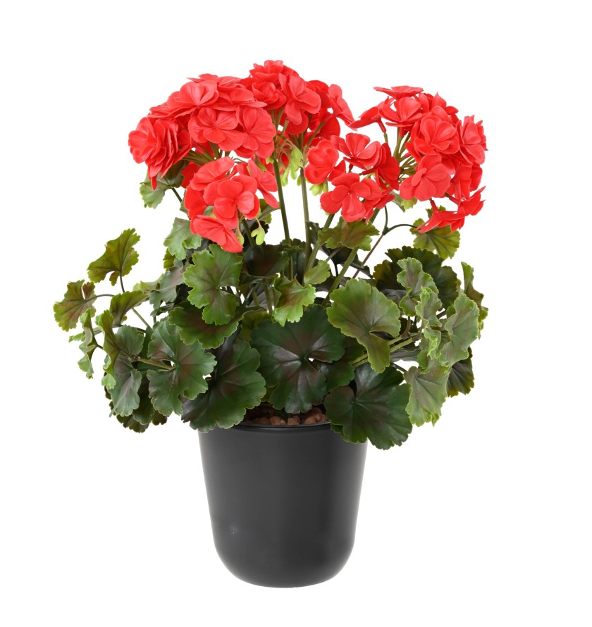 GERANIUM UV