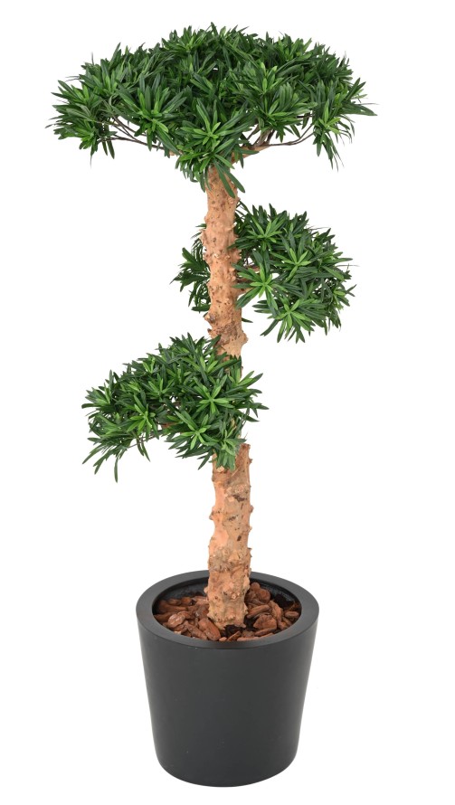 PODOCARPUS NUAGE