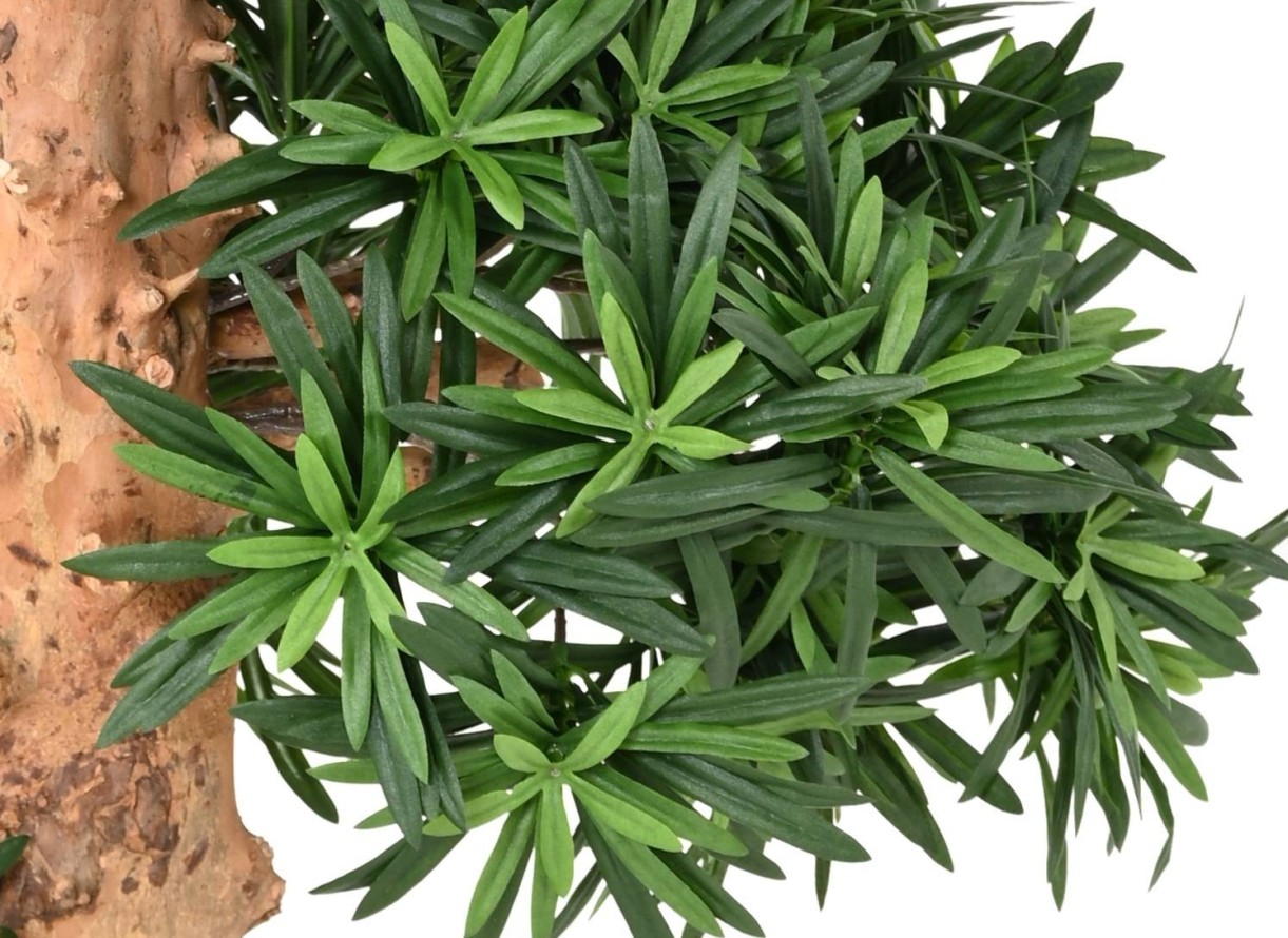 PODOCARPUS NUAGE