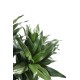 DRACAENA FRAGRANS