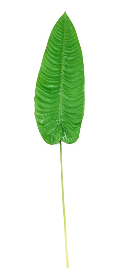 ALOCASIA FEUILLE LONGUE