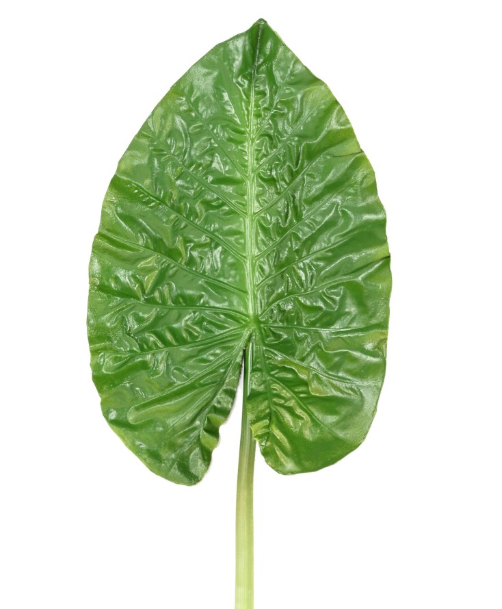 ALOCASIA FEUILLE RONDE