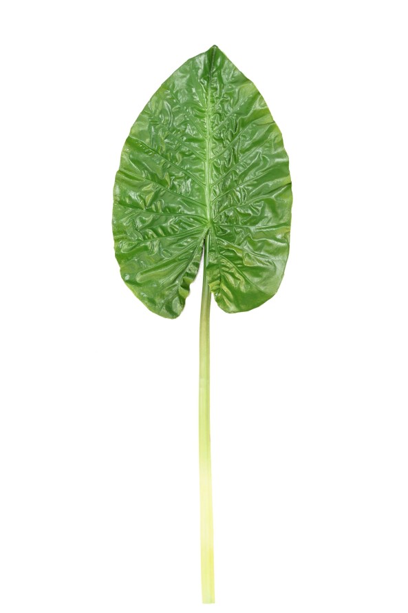 ALOCASIA ROUND LEAF