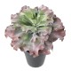 SUCCULENTE adromischus cristatus