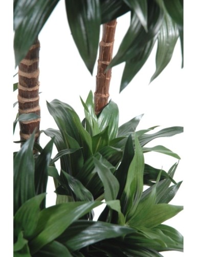 DRACAENA FRAGRANS