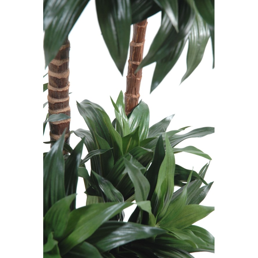 DRACAENA FRAGRANS