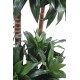 DRACAENA FRAGRANS