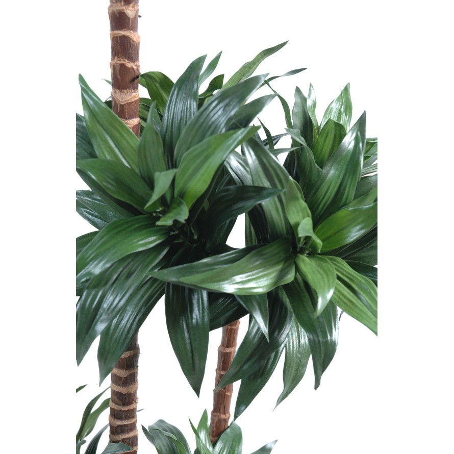 DRACAENA FRAGRANS