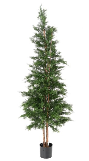 LAWSON CYPRESS UV RESISTANT CHAMAECYPARIS