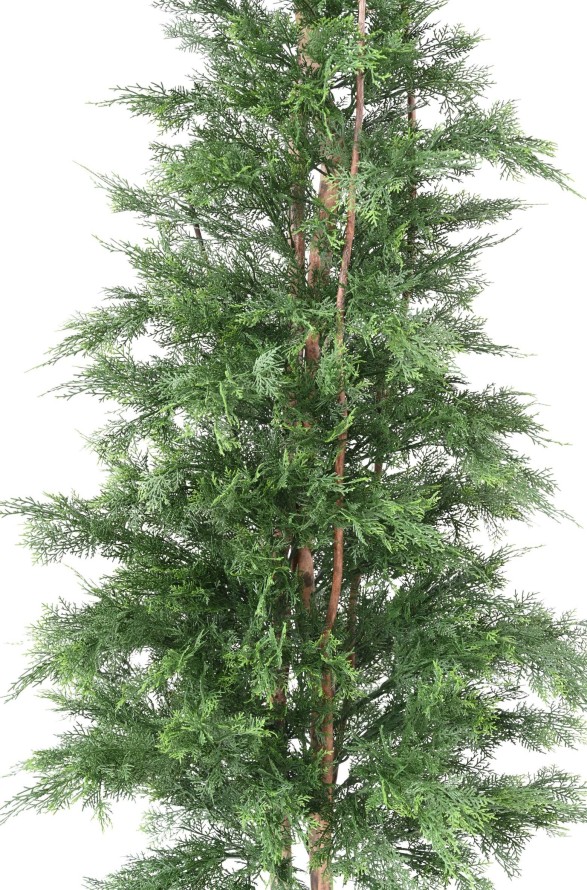 LAWSON CYPRESS UV RESISTANT CHAMAECYPARIS