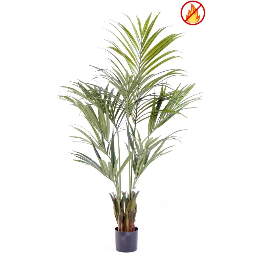 KENTIA PALM 150 FR - Fire Resistant