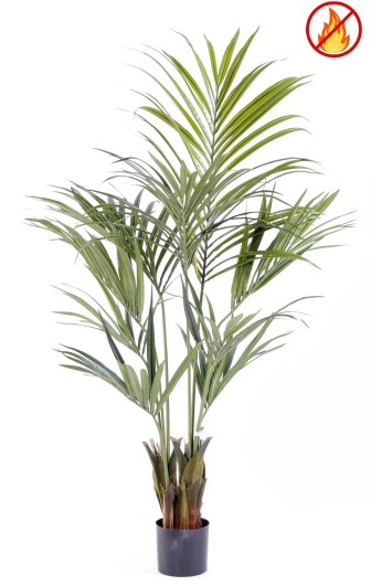 KENTIA PALM 150 FR - Fire Resistant