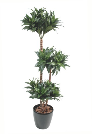 DRACAENA FRAGRANS