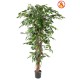 FICUS 180 LIANES FR - Fire Resistant