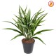 CHLOROPHYTUM BUSH FR - Fire Resistant