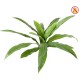 ASPLENIUM *15 FR - Fire Resistant