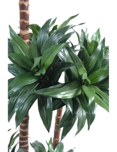 DRACAENA FRAGRANS