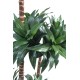 DRACAENA FRAGRANS