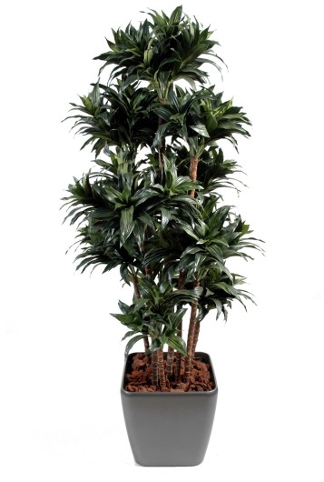 DRACAENA FRAGRANS COMPACTA