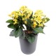 KALANCHOE