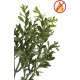 BOXWOOD RED DAY SPRAY FR - Fire Resistant