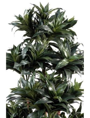 DRACAENA FRAGRANS COMPACTA