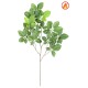 BEECH GRANDIFOLIA SPRAY FR - Fire Resistant