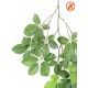 HETRE GRANDIFOLIA SPRAY FR - Fire Resistant