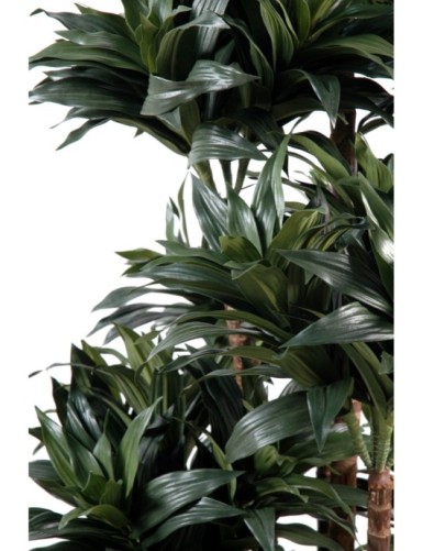 DRACAENA FRAGRANS COMPACTA