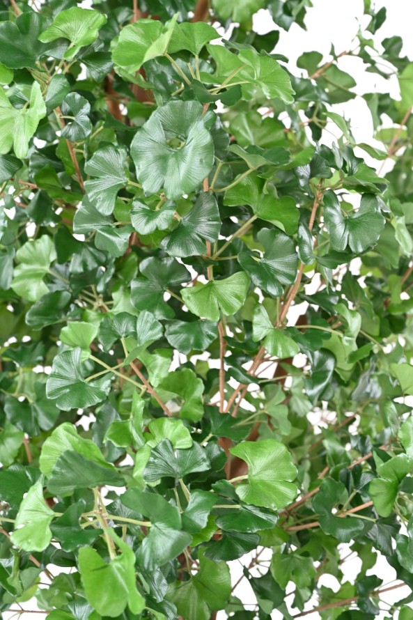 GINKGOBILOBA TREE