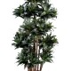 DRACAENA FRAGRANS COMPACTA