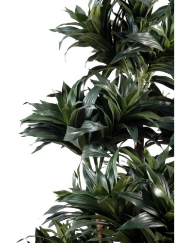 DRACAENA FRAGRANS COMPACTA