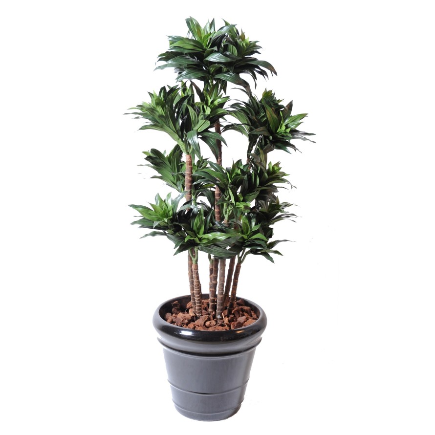 DRACAENA FRAGRANS COMPACTA