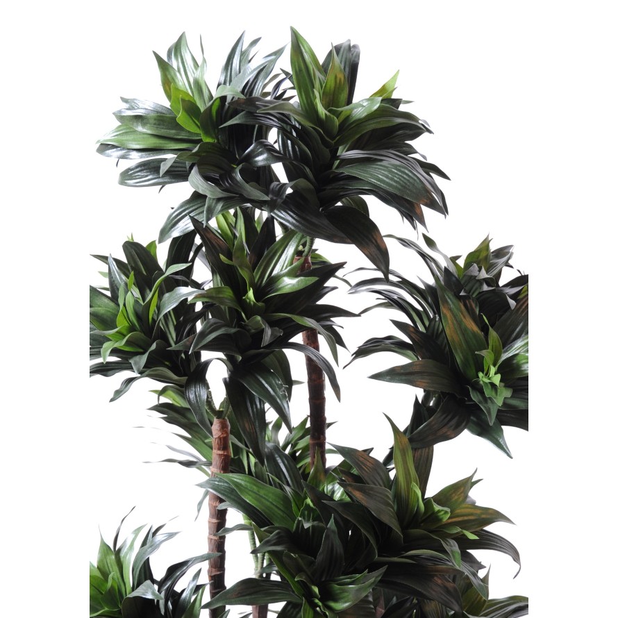 DRACAENA FRAGRANS COMPACTA