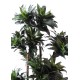 DRACAENA FRAGRANS COMPACTA