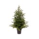 SAPIN MINI GRANDIS