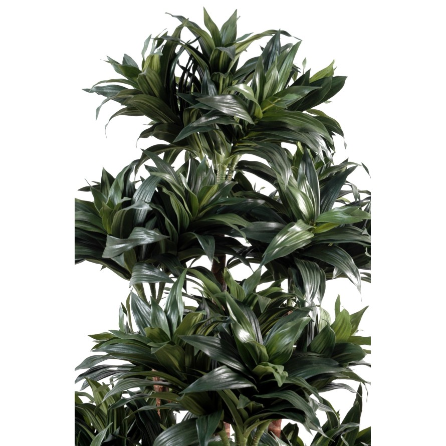 DRACAENA FRAGRANS COMPACTA