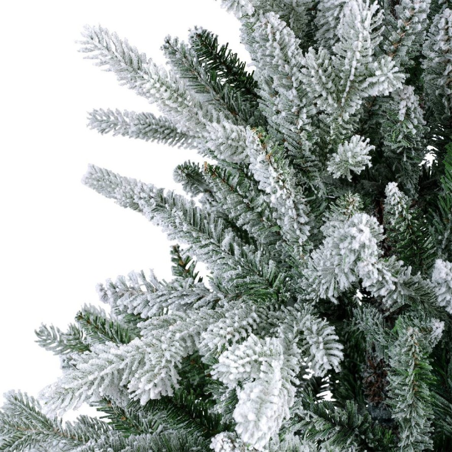 SNOWY ALLISON FIR